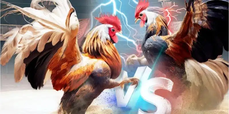 Luật chơi đá gà U888 đơn giản ai cũng hiểu rõ