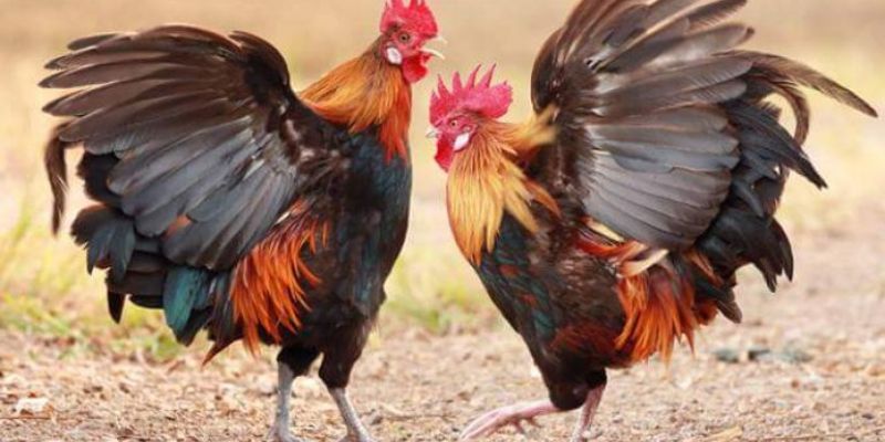 Cung cấp nước sạch cũng là yếu tố trong cách nuôi gà đá