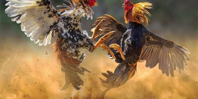 Phương pháp chọn chiến kê trong cách nuôi chiến kê