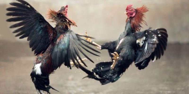 Chú ý nguồn thức ăn trong cách nuôi gà đá