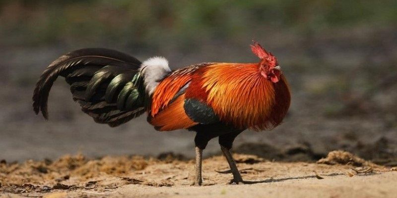 Cách nuôi gà đá chuẩn nên lựa từ trại giống đáng tin cậy
