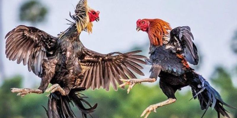 Kho kèo cược hấp dẫn tại sảnh đá gà AOG