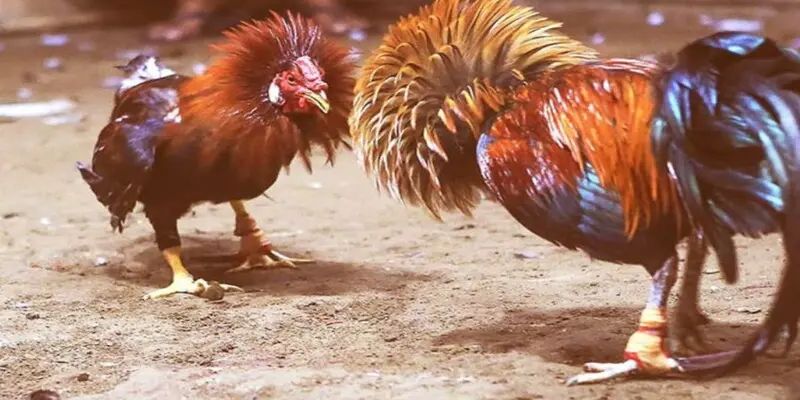 Hàng loạt khuyến mãi đa dạng tại sảnh AOG
