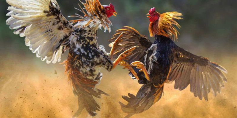 Giới thiệu về sảnh đá gà AOG uy tín