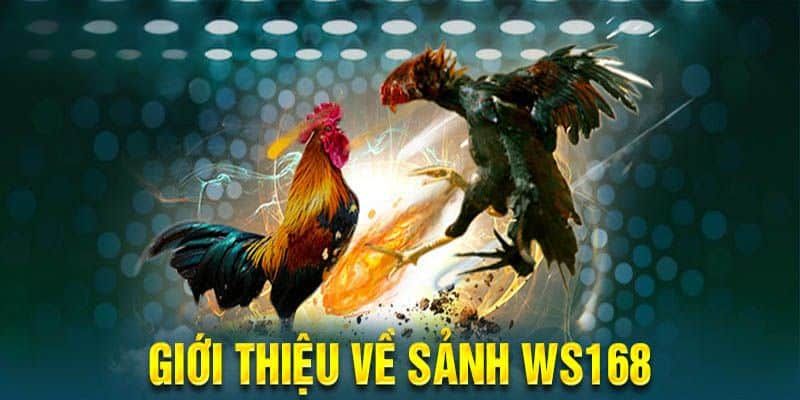 Giới thiệu đôi nét về sảnh đá gà WS168