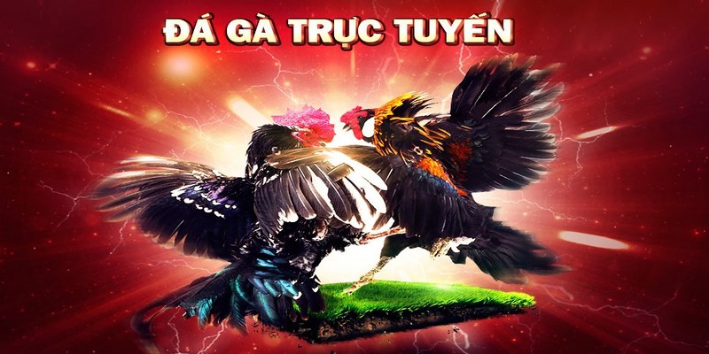 Tổng quan về cách chơi đá gà online